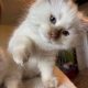 Safranek – Ragdoll kandúr