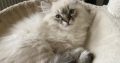 Oscar – Ragdoll kisfú – seal tabby