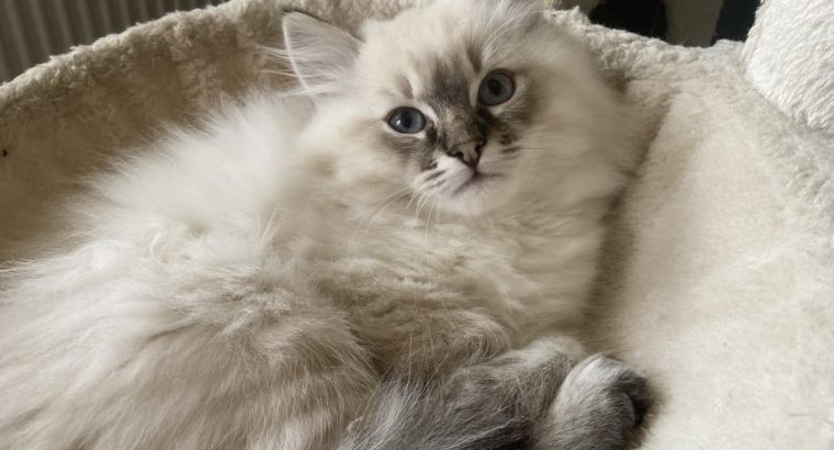 Oscar – Ragdoll kisfú – seal tabby