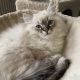 Oscar – Ragdoll kisfú – seal tabby