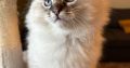 Oscar – Ragdoll kisfú – seal tabby