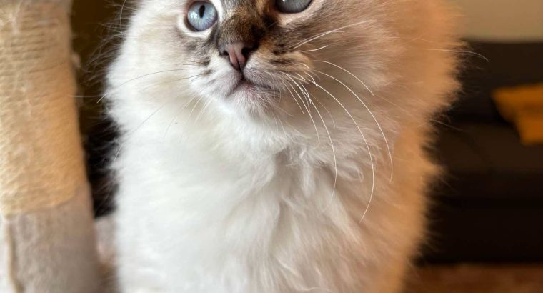 Oscar – Ragdoll kisfú – seal tabby