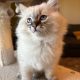 Oscar – Ragdoll kisfú – seal tabby