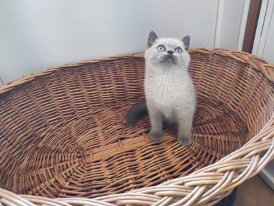 Skót álló fülű bluepoint kisfiú!