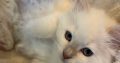 Safranek – Ragdoll kandúr