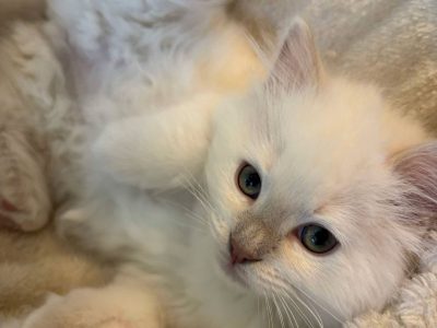 Safranek – Ragdoll kandúr