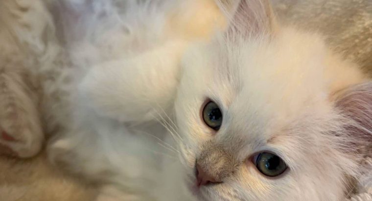 Safranek – Ragdoll kandúr