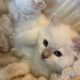 Safranek – Ragdoll kandúr