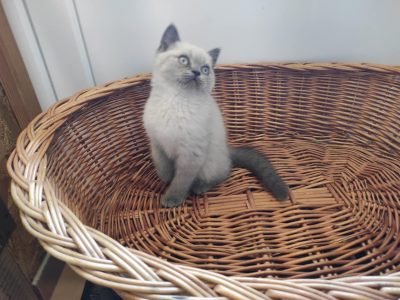 Skót álló fülű bluepoint kisfiú!