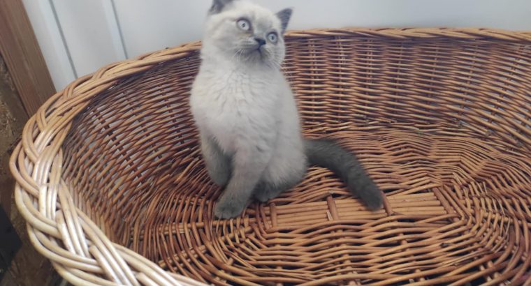 Skót álló fülű bluepoint kisfiú!
