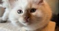 Safranek – Ragdoll kandúr