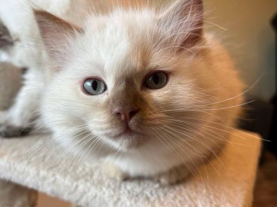 Safranek – Ragdoll kandúr