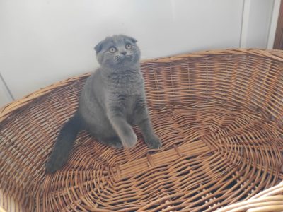 Skót kék lógófülű kislány (Mici)