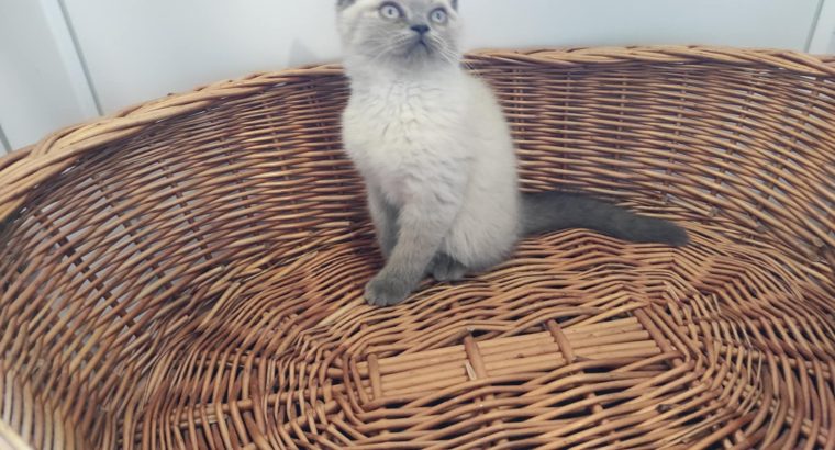Skót álló fülű bluepoint kisfiú!