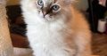Oscar – Ragdoll kisfú – seal tabby
