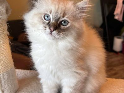 Oscar – Ragdoll kisfú – seal tabby