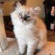 Oscar – Ragdoll kisfú – seal tabby