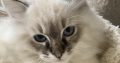 Oscar – Ragdoll kisfú – seal tabby