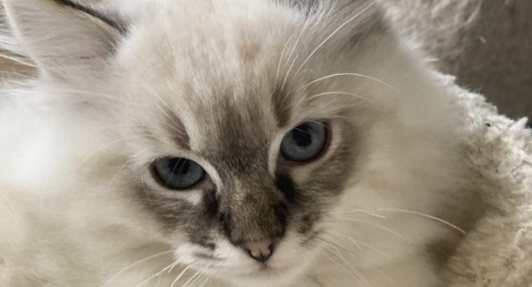 Oscar – Ragdoll kisfú – seal tabby