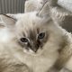 Oscar – Ragdoll kisfú – seal tabby