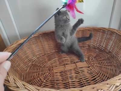 Skót kék álló fülű kislány eladó!