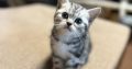 Silver tabby kandúr