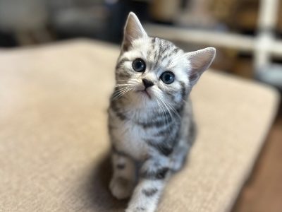 Silver tabby kandúr