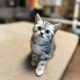 Silver tabby kandúr