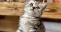 Silver tabby kiskandúr Esteban