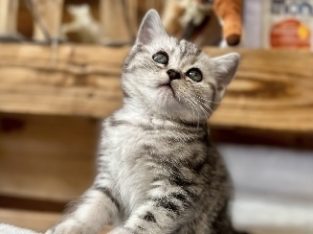 Silver tabby kiskandúr Esteban