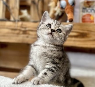 Silver tabby kiskandúr Esteban
