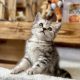 Silver tabby kiskandúr Esteban