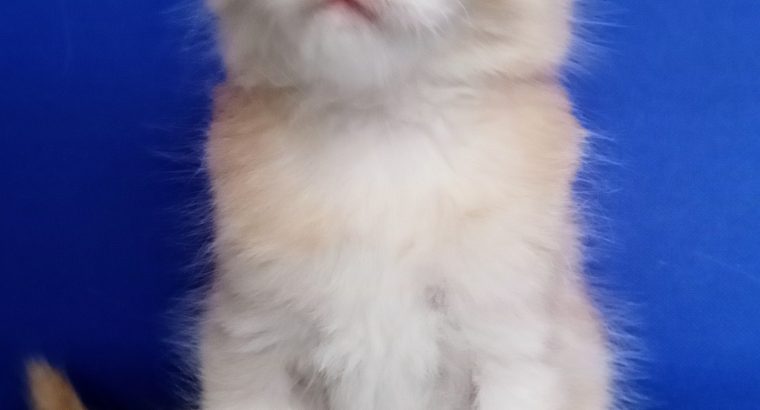 Starlet Tekla
