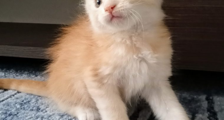 Starlet Tekla