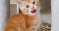 Starlet Zalán maine coon kandúrka