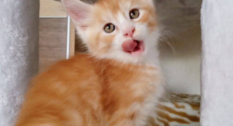 Starlet Zalán maine coon kandúrka