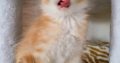 Starlet Zalán maine coon kandúrka