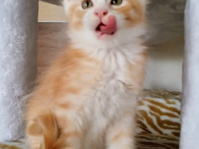 Starlet Zalán maine coon kandúrka