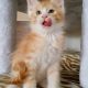 Starlet Zalán maine coon kandúrka