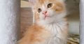 Starlet Zalán maine coon kandúrka