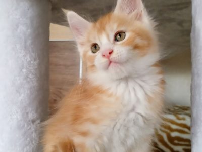 Starlet Zalán maine coon kandúrka