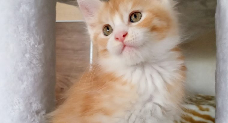 Starlet Zalán maine coon kandúrka