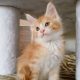 Starlet Zalán maine coon kandúrka