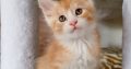 Starlet Zalán maine coon kandúrka