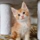 Starlet Zalán maine coon kandúrka