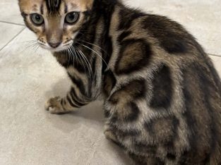 Csodaszép bengáli kisfiú