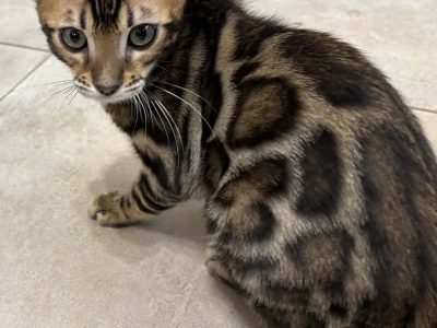 Csodaszép bengáli kisfiú