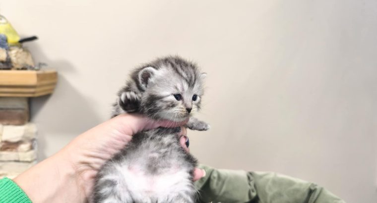 Whiskas mintás királylány