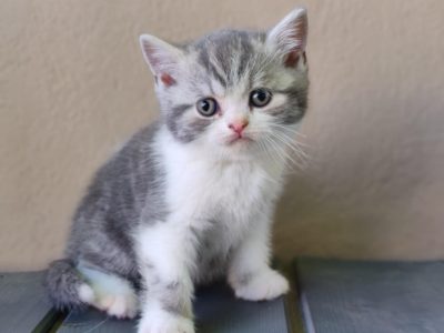 Ciceró a különleges kis kandúr