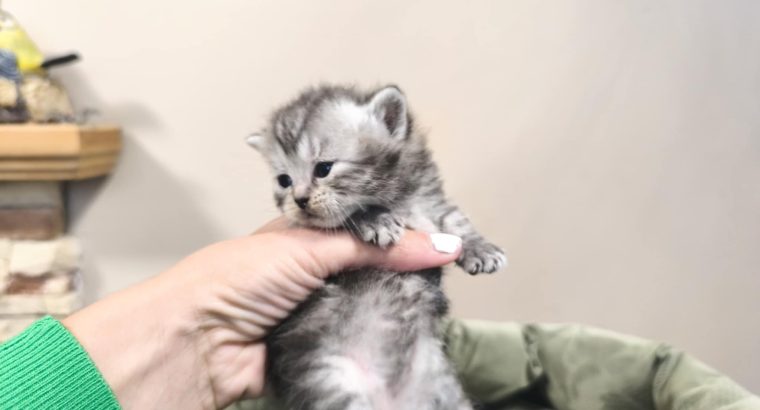 Whiskas mintás királylány